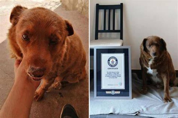 
A Portugal Dog Become Guinness World Record Holder: How Old Is He? 