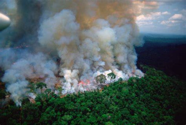 Alexis Ren Seeks To Raise Awareness For Brazil’s Amazon Rainforest Which Is Burning At A Record Rate