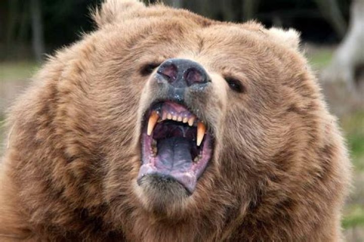 
Grizzly bear launches frightening attack on 2 Wyoming college wrestlers 