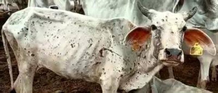 
Gurugram: 93 cattle die of Lumpy Skin Disease, 890 infections found 
