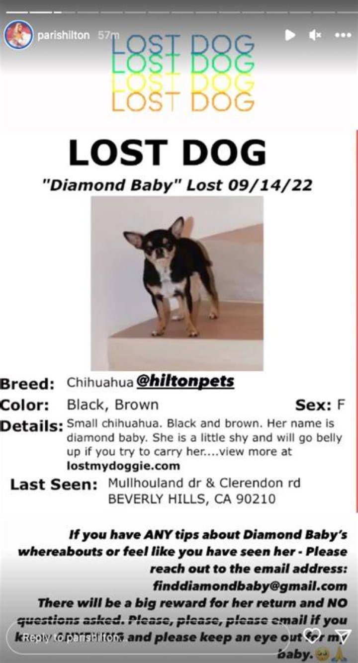 
Paris Hilton’s Dog Diamond Baby Goes Missing, Big Reward Offered for Return 