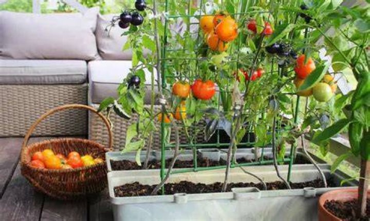 
Prep your balcony garden to enjoy home grown desi vegetables 