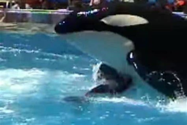
What happened to tilikum after blackfish? 