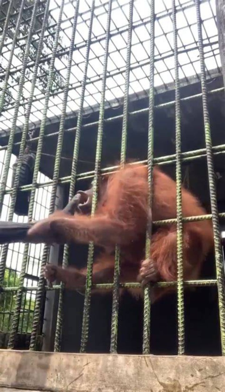 
Who Is Hasanal Arifin? Orangutan Attacks Man After He Jumps Into The Cage In The Zoo 